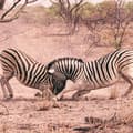 Namibia Guided - Incomparable wildlife & landscapes