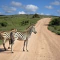 South Africa Guided - Unbeaten wildlife & landscapes