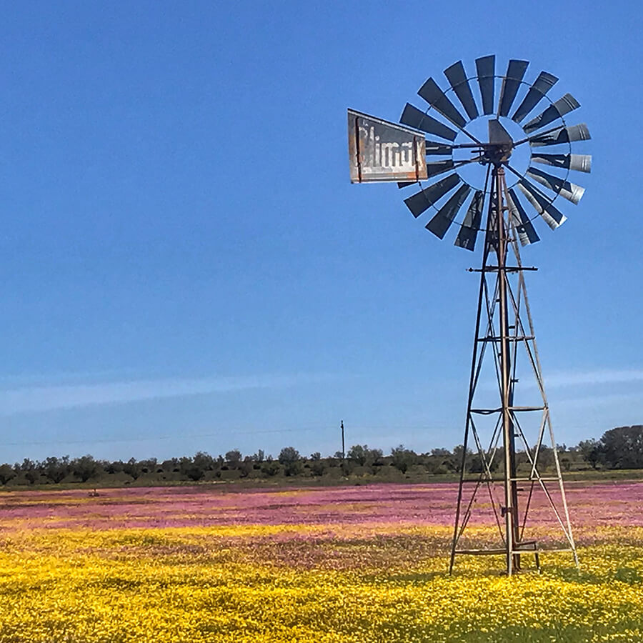 wildflowers