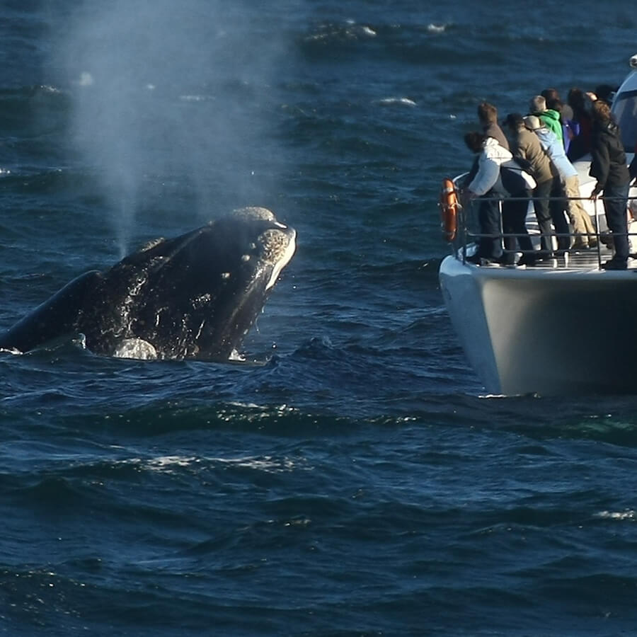 Whale watching