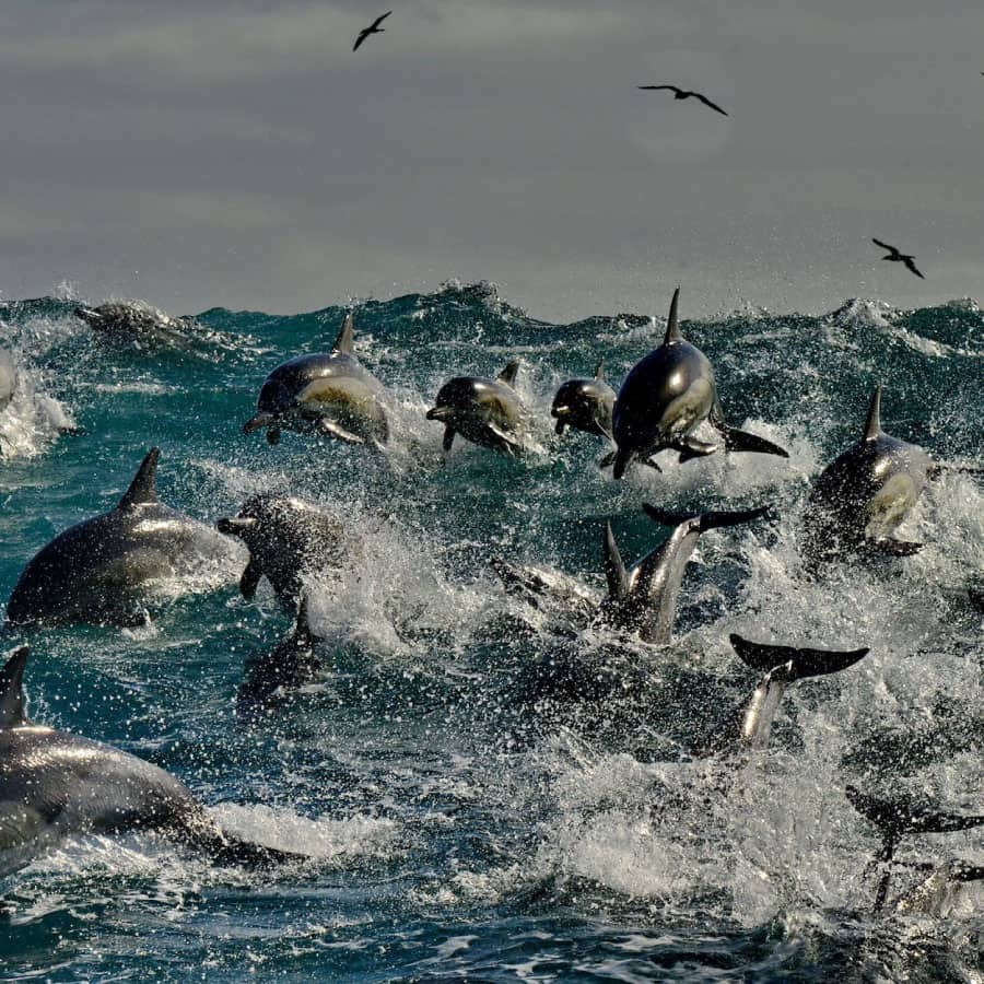 Sardine Run