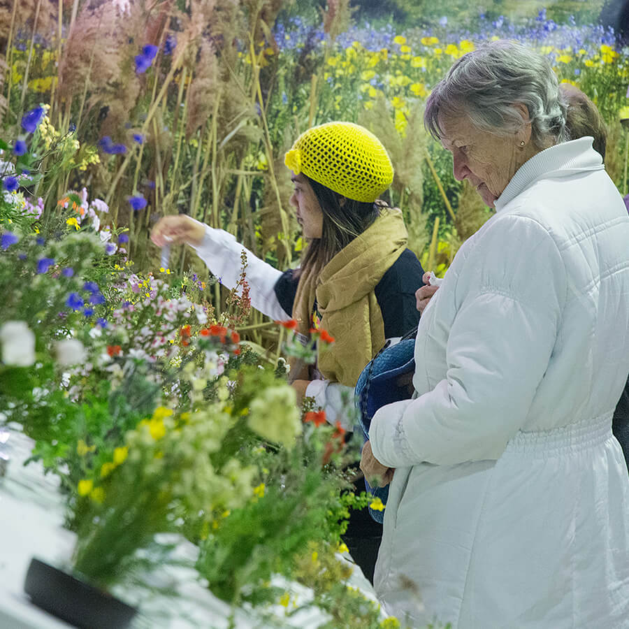 Wildflower Show Darling