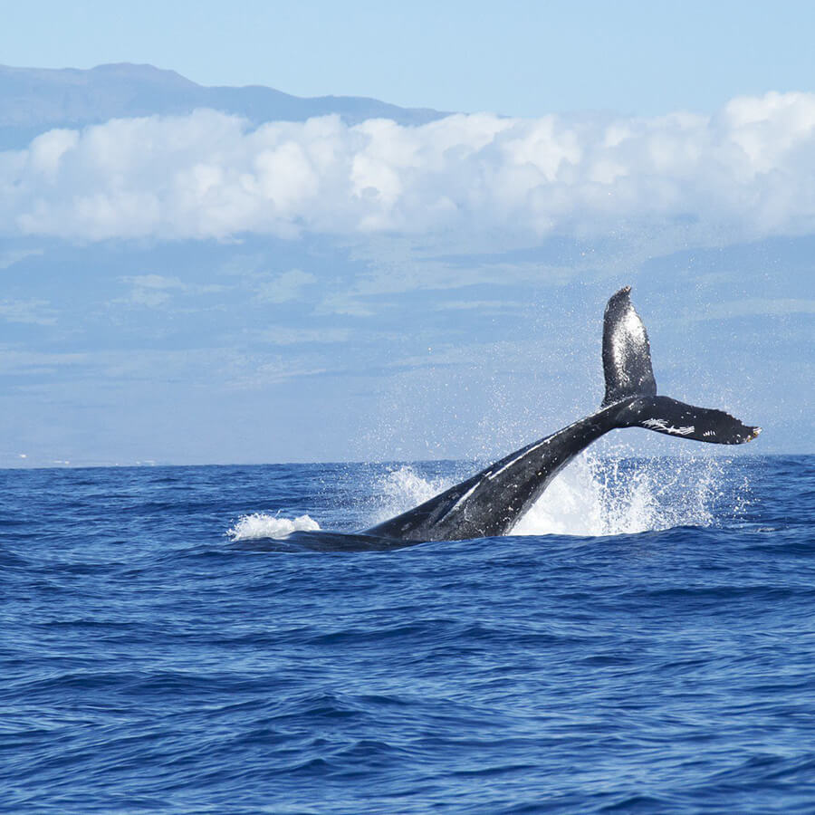 Whale watching