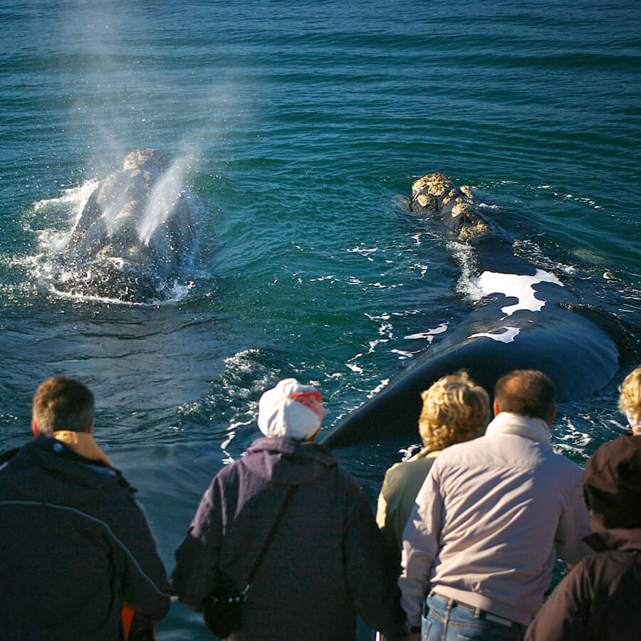 Hermanus Whale Festival