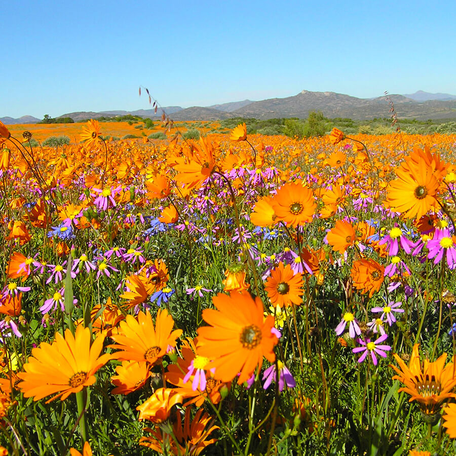 Types Of Flowers Found In Namaqualand At Laura Painter Blog
