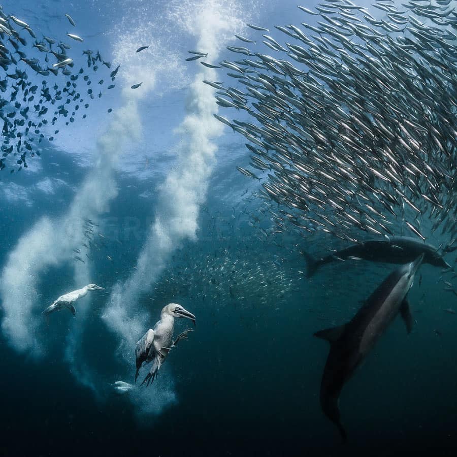 Bird Fishing Sardine Run