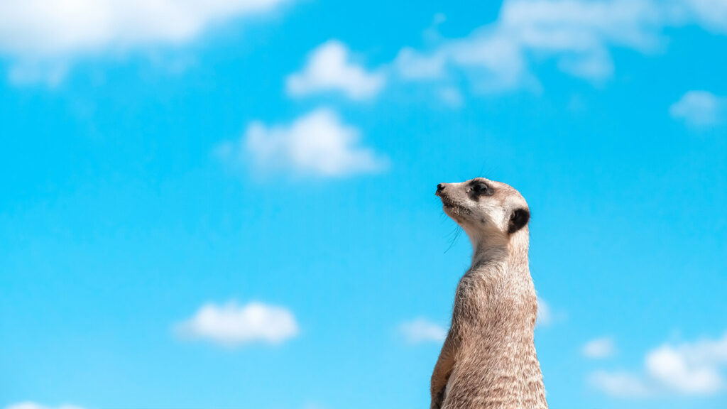meerkat in botswana