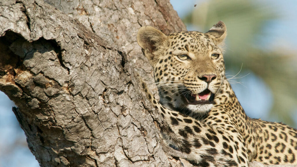 leopard in botswana