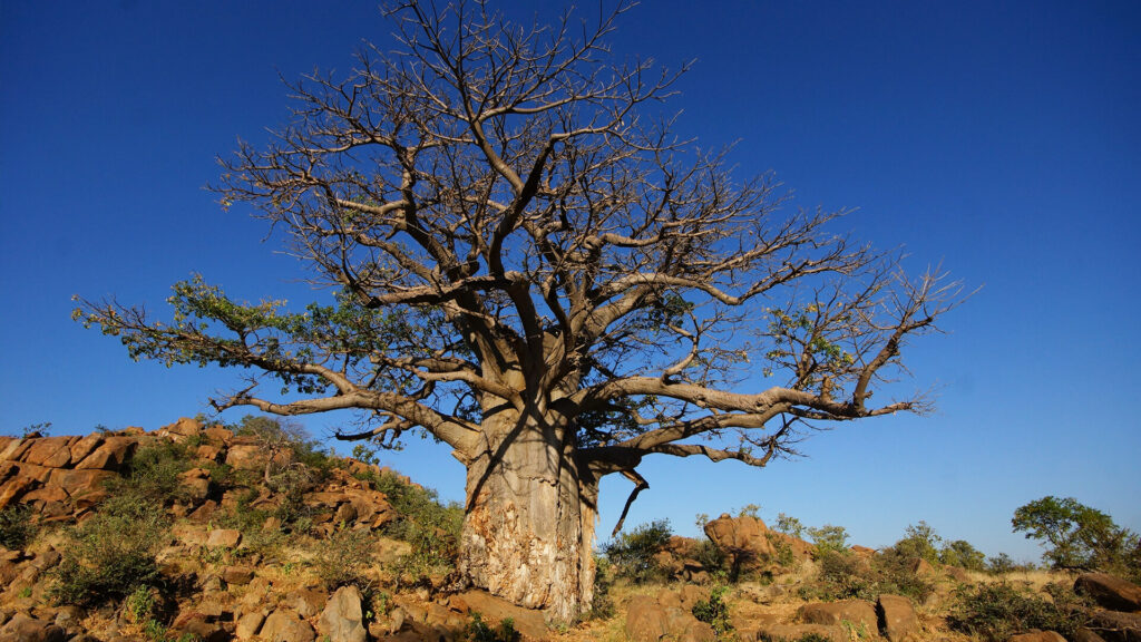baobab in botswana