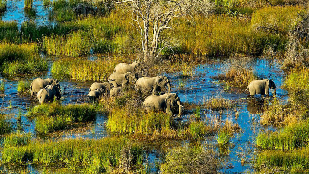 elephants in botswana