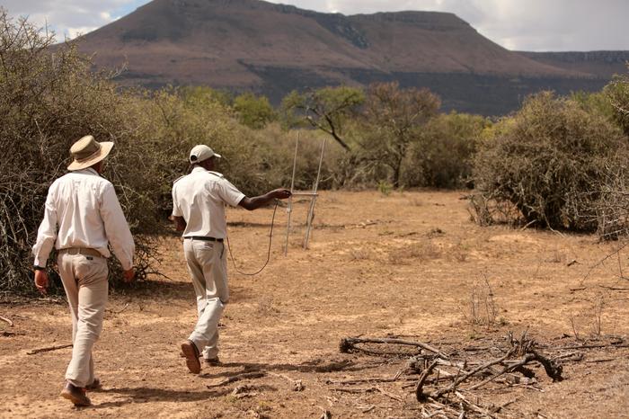 Cheetah Tracking at Samara - ZULA Travel