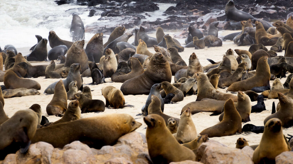 seals in namibia