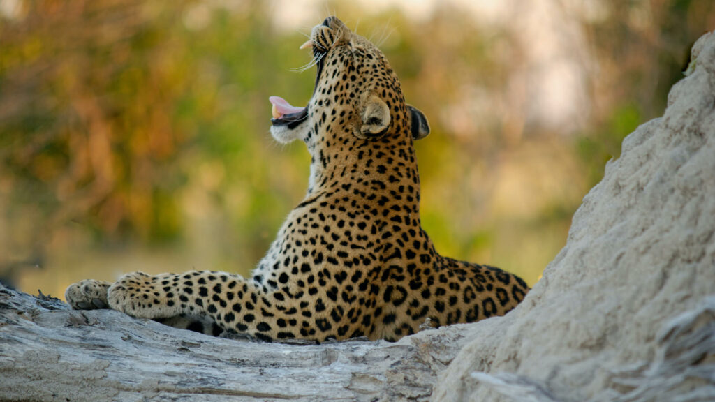 south african cheetah
